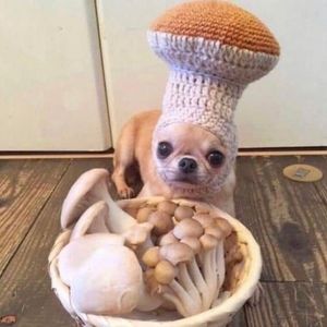 Meet your Posher, Selkie